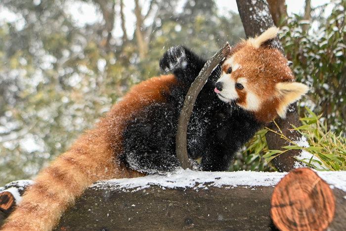 “春城”昆明迎降雪 动物纵享雪趣