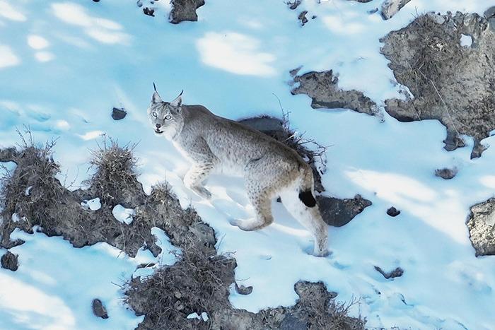 青海德令哈：猞猁悠闲漫步“巡山” 呆萌可爱