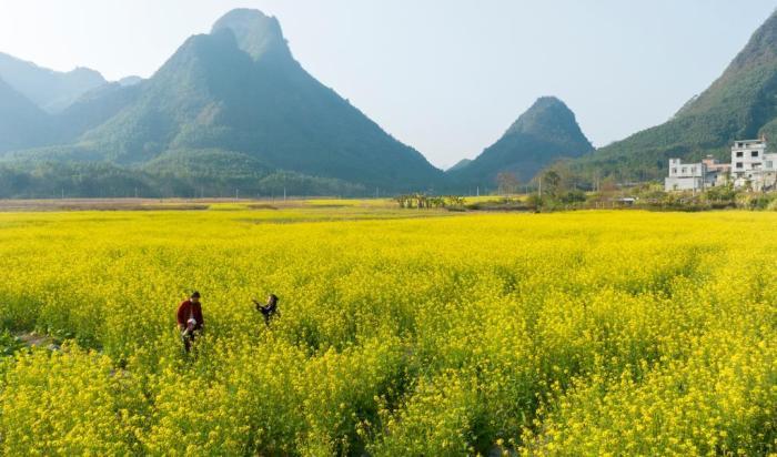 广西南宁油菜花开扮靓乡村